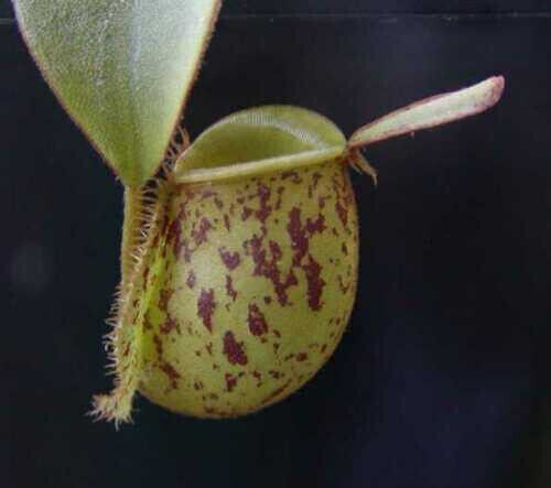 Nepenthes ampullaria plante - nepenthes,