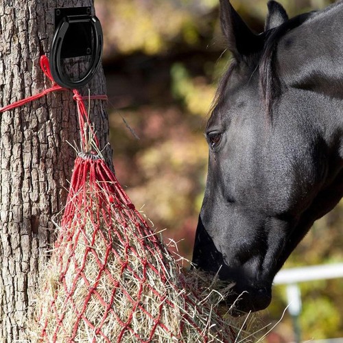 Anneau attache pour - d'attache, chevaux