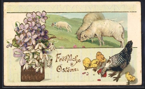 Agneaux pâturage poule - agneaux, pâturage,