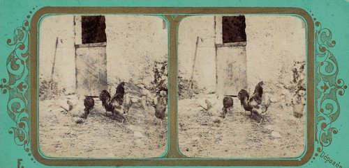 Viret fraget coq et poules - ,