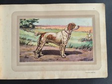 Chasse, Epagneul Breton, planche couleur, Castellan, Malher, Samat,1938