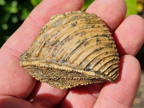 Trigonia costata fossile
