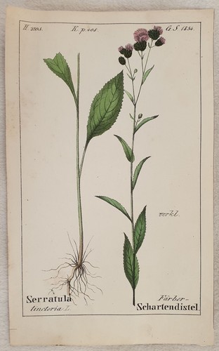 Cerretta commune serratula - cerretta,