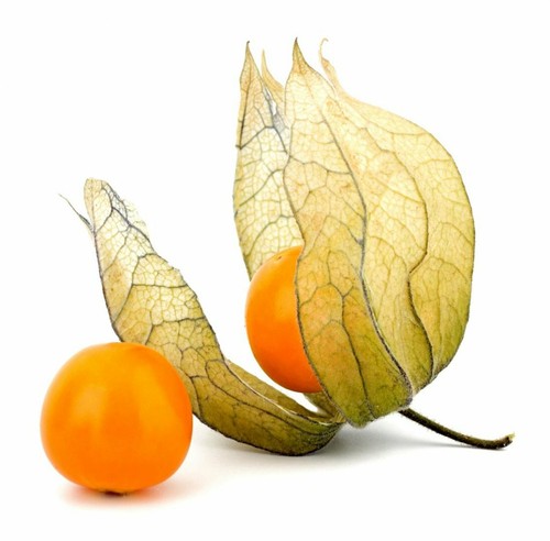 100 graines physalis - de,