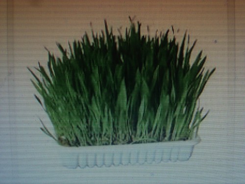 6000 graines herbe - 6000, chat