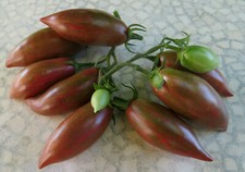 10 graines de tomate rare