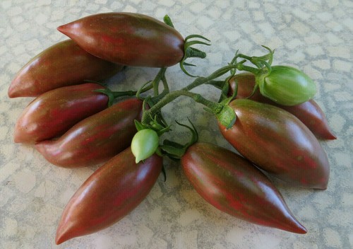 Graines tomate rare - 10,