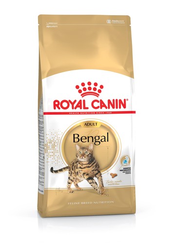 Bengale adulte sec - adulte, chat