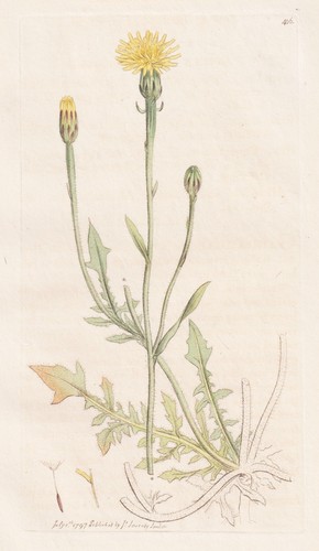 Crepis foetida pippau - crepis,