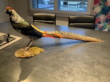 taxidermie oiseaux :  FAISAN D'ORNEMENT