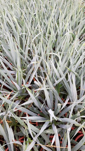 Yucca french flag cov - yucca,