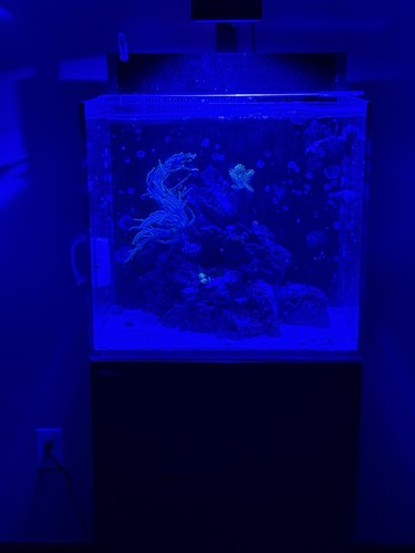 Bulk reef supply marine live - supply,