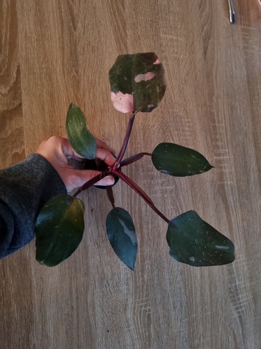 Philodendron pink princess - philodendron,
