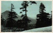 CPA AK Pine Forest of Mt. South Norikura National Park JAPAN (671539)