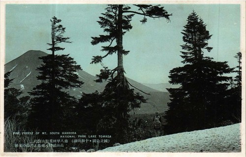 Cpa pine forest - pine, of