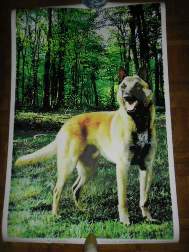 Chien malinois poster fluo - malinois,