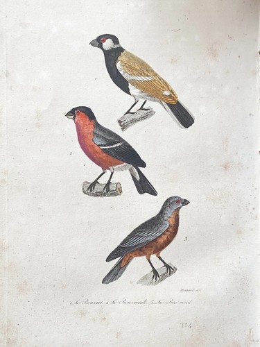 Lithographie buffon 1837 le - lithographie,
