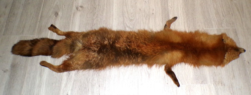 Ancienne peau renard roux - ancienne, de