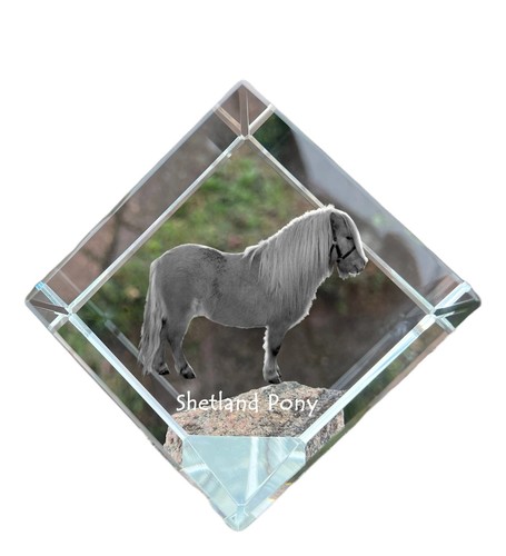 Poney shetland dé - shetland, à
