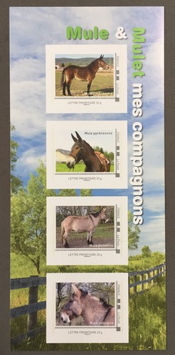 France collector mule mulet - mule,