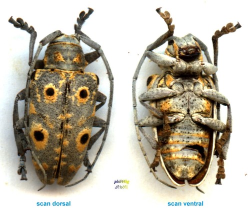 Cerambycidae megalofrea - -,