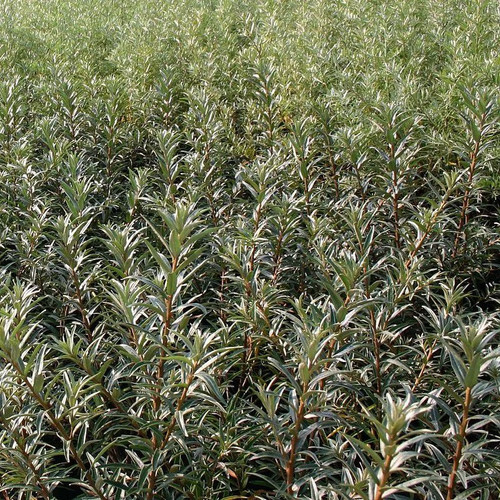Hippophae rhamnoides pollmix - hippophae, 'pollmix'