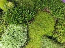 Live Moss Assortment for Terrarium Vivarium Fairy Garden 6x9 Ziplock GreenFresh 