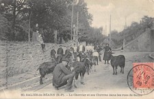 CPA 64 SALIES OF BEARN THE CHEVRIER AND HIS GOATS IN THE STREETS OF SALIES