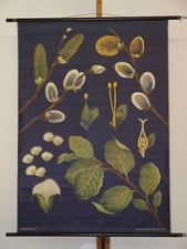 Jung Koch Quentell Plantes Salweide Willow 1965 École Peinture Murale 81x113cm