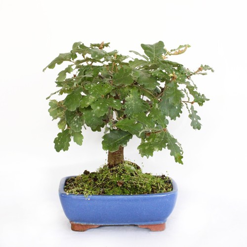 Kentis bonsai quercus - kentis,