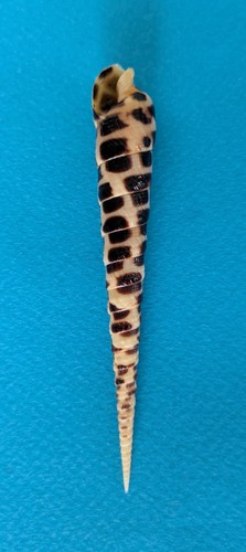 Terebra consobrina mm - 95,4,