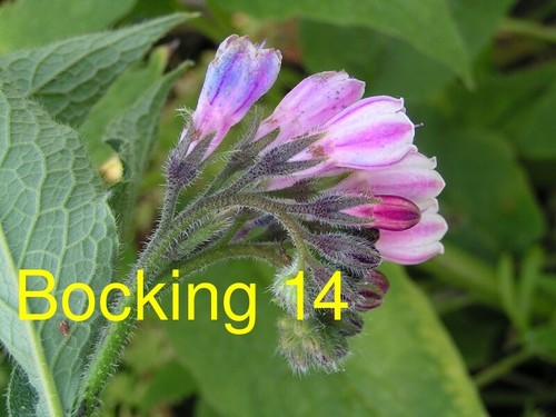 Russian comfrey live - live, root