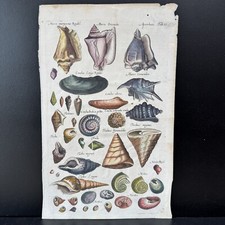1657 Hand Colored Merian Engraving Print Seashell Jonston Historia Naturalis