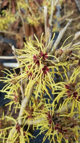 Hamamelis intermedia - hamamelis, x