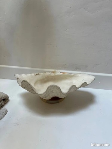 Grand coquillage bénitier sur