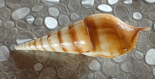 Coquillage tibia curta cm - coquillage,