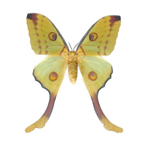 Argema mittrei female green - mittrei,