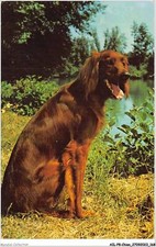 AILP8-0796 - DOG - Irish Setter