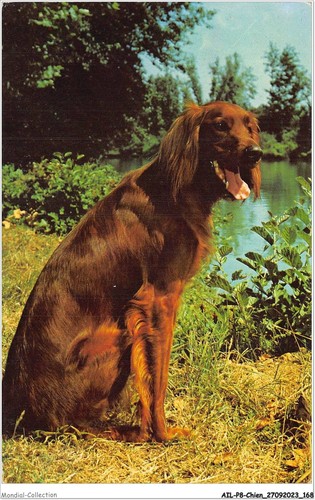 Ailp8 0796 chien setter - -,