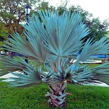 5 Mexican Blue Hesper Fan Palm Tree Seeds Grey Goddess Tropical Cold Hardy!