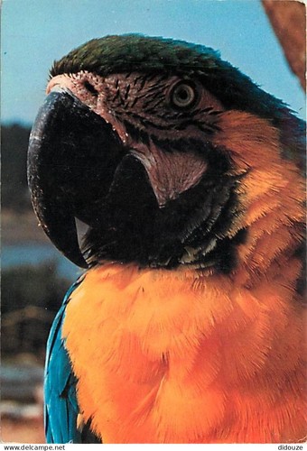 Carte postale animaux - postale,