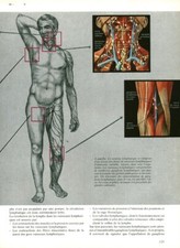 Cabinet de curiosité anatomie humaine système lymphatique issue de livre 1983