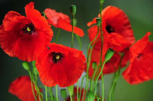 250 graines coquelicot - graines,
