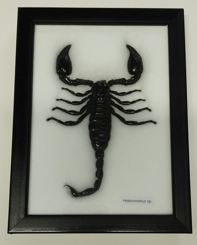 Scorpion naturalisé