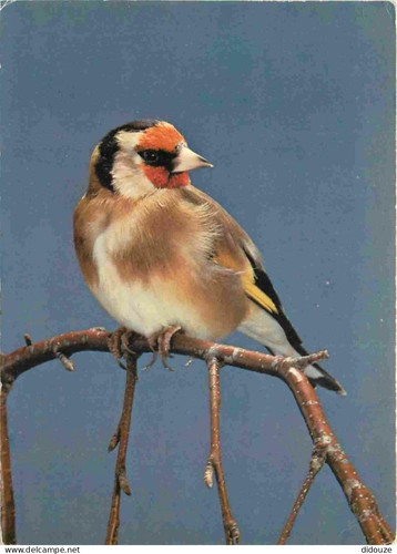Carte postale animaux - postale,