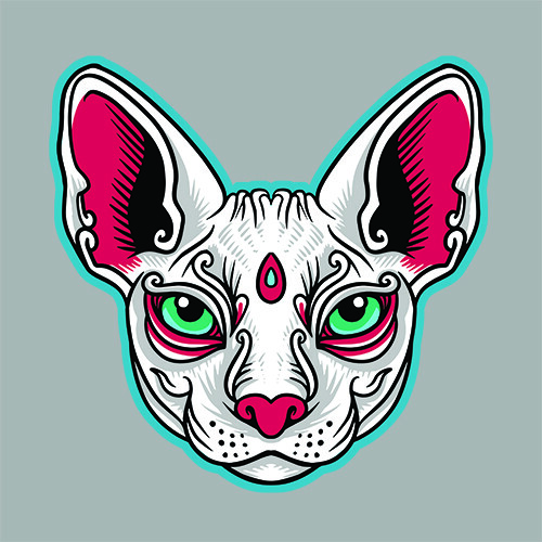 Chat cat head sphynx - chat,