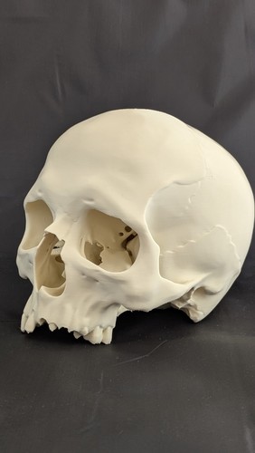 Modèle anatomique crâne