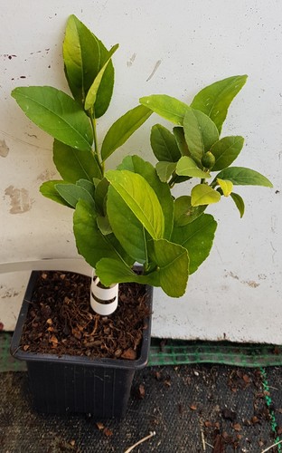 Citrus aurantifolia mexicana - citrus, 'mexicana'