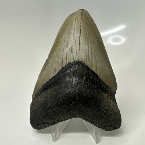 Megalodon shark tooth 40 - shark,