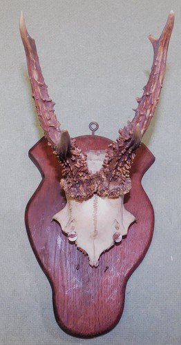 Ancien trophee chasse - trophee, de
